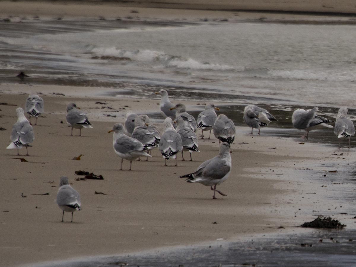 Larus argentatus